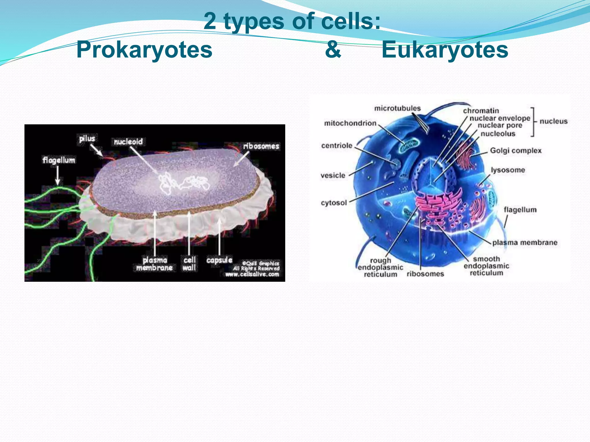 2 types of cells:
Prokaryotes & Eukaryotes
 