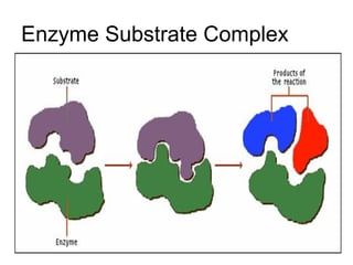 Protein Substrate Complex Introduction -1st lec | PPT