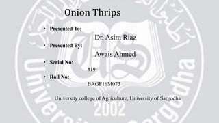 • Presented To:
Dr. Asim Riaz
• Presented By:
Awais Ahmed
• Serial No:
#19
• Roll No:
BAGF16M073
University college of Agriculture, University of Sargodha
Onion Thrips
 