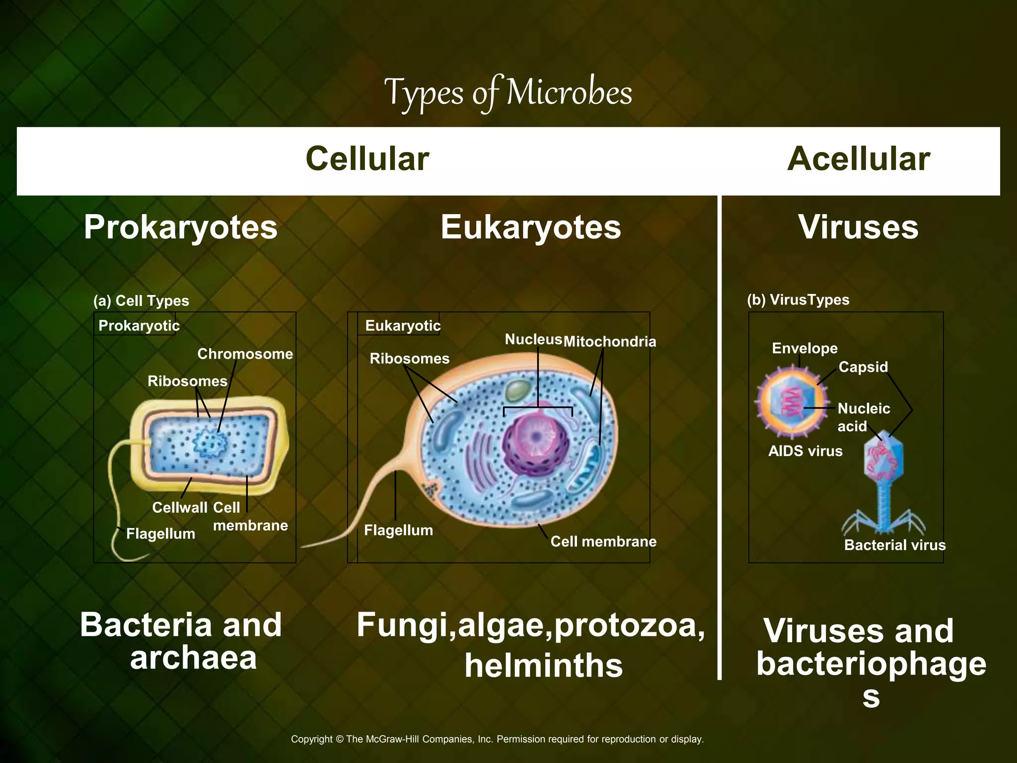 Introduction to microbiology | PPTX
