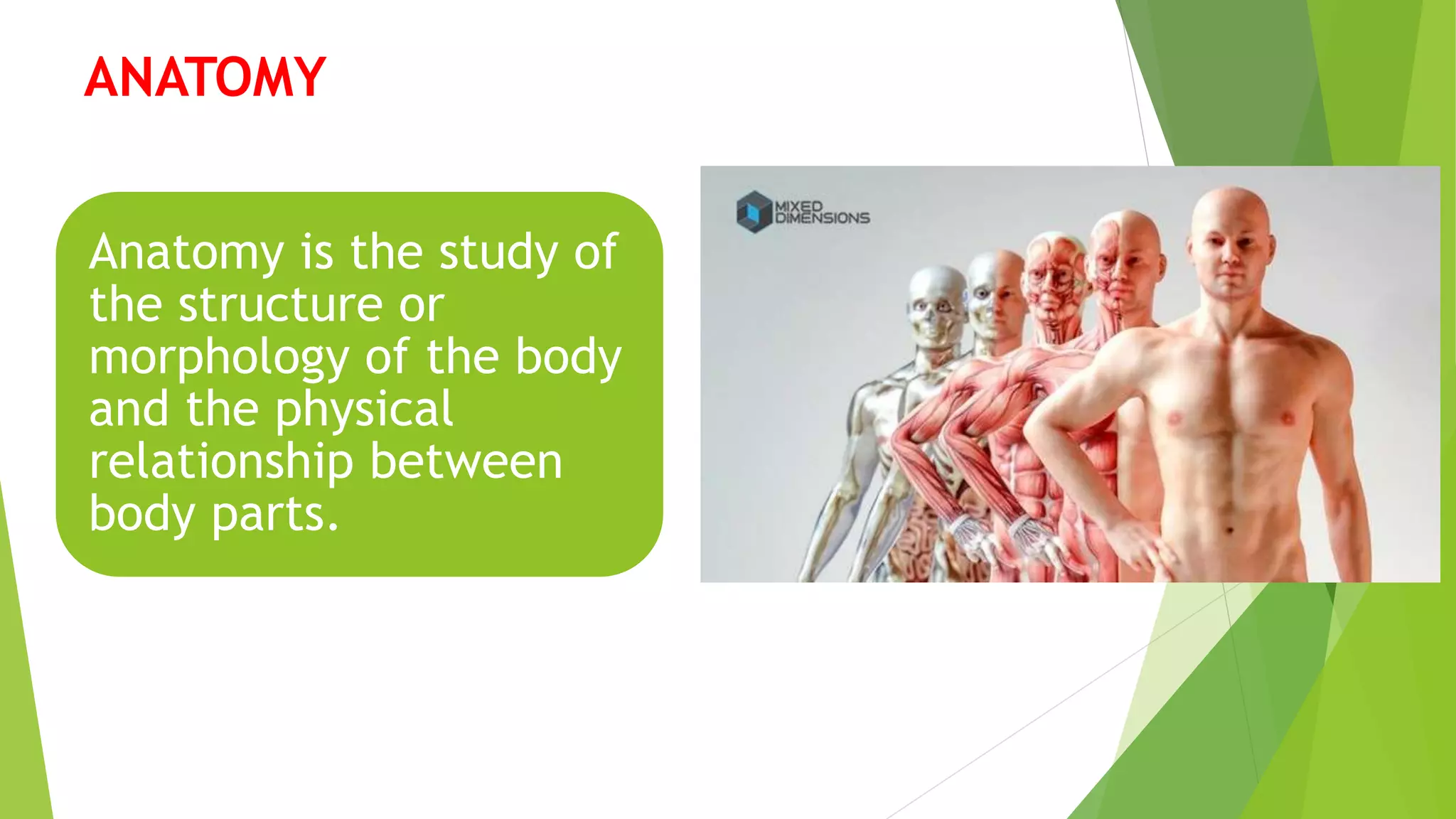 Introduction to Human Anatomy and Physiology | PPTX