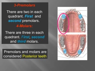 3-Premolars
There are two in each
quadrant. First and
second premolars.
4-Molars:
There are three in each
quadrant. First, second
and third molars.
Premolars and molars are
considered Posterior teeth
 