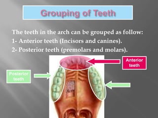 The teeth in the arch can be grouped as follow:
1- Anterior teeth (Incisors and canines).
2- Posterior teeth (premolars and molars).
Anterior
teeth
Posterior
teeth
 