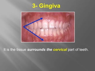 3- Gingiva
It is the tissue surrounds the cervical part of teeth.
 