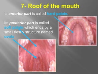 7- Roof of the mouth
Its anterior part is called hard palate.
Its posterior part is called
soft palate which ends by a
small fleshy structure named
uvula
 