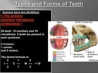 Humans have two dentitions
1-The primary
dentition:(deciduous-
predecessor )
20 teeth. 10 maxillary and 10
mandibular. 5 teeth are present in
each quadrant:
2 incisors.
1 canine.
and 2 molars.
The dental formula is:
2 1 2
I --- C ---- M ---- = 10
2 1 2
 