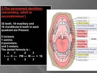 2-The permanent dentition:
(secondary, adult or
succedaneous )
32 teeth, 16 maxillary and
16 mandibular.8 teeth in each
quadrant are Present:
2 incisors.
1 canine.
2 premolars.
and 3 molars.
The dental formula is :
2 1 2 3
I ---- C ---- PM --- M ---- = 16
2 1 2 3
 