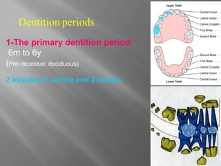 1-The primary dentition period:
6m to 6y
(Pre-decessor, deciduous)
2 incisors, 1 canine and 2 molars.
Dentition periods
 