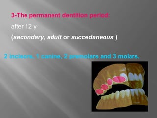 3-The permanent dentition period:
after 12 y
(secondary, adult or succedaneous )
2 incisors, 1 canine, 2 premolars and 3 molars.
 