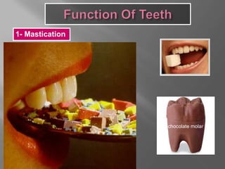 1- Mastication
chocolate molar
 