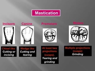 Incisors Canine Premolars Molars
Chisel like
Cutting or
incising
Wedge like
Cutting and
tearing
At least two
projections
(cusps).
Tearing and
grinding
Multiple projections
(cusps)
Grinding
Mastication
 