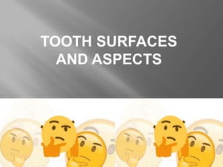 TOOTH SURFACES
AND ASPECTS
 