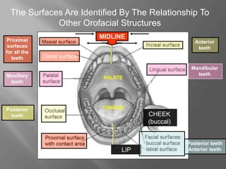 The Surfaces Are Identified By The Relationship To
Other Orofacial Structures
Distal surface
M
M
D
D
Distal surface
LIP
CHEEK
(buccal)
TONGUE
PALATE
Anterior
teeth
Posterior
teeth
Maxillary
teeth
Mandibular
teeth
Posterior teeth
Anterior teeth
MIDLINE
Proximal
surfaces
for all the
teeth
 