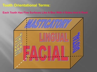Tooth Orientational Terms:
Each Tooth Has Five Surfaces Like A Box With 4 Sides And A Roof.
 