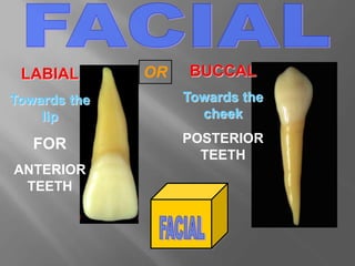 LABIAL
Towards the
lip
FOR
ANTERIOR
TEETH
BUCCAL
Towards the
cheek
POSTERIOR
TEETH
OR
 