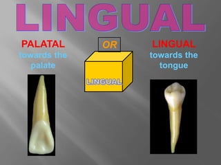 PALATAL
towards the
palate
LINGUAL
towards the
tongue
OR
 