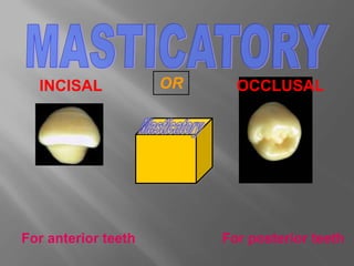 For anterior teeth For posterior teeth
INCISAL OCCLUSAL
OR
 