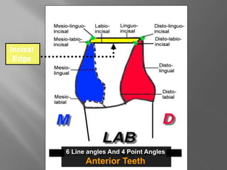 6 Line angles And 4 Point Angles
Anterior Teeth
Incisal
Edge
 