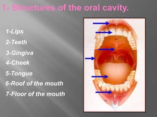 1- Structures of the oral cavity.
2-Teeth
3-Gingiva
4-Cheek
5-Tongue
6-Roof of the mouth
7-Floor of the mouth
1-Lips
 