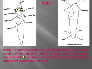 Note: The anterior teeth have fewer line angles because the
meeting of the mesial and distal surfaces with incisal ridge
are rounded , so the mesio-incisal and disto-incisal line
angles are practically not exist. .
Note
 