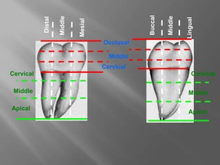 Occlusal
Middle
Cervical
Cervical
Cervical
Middle
Middle
Apical
Apical
Mesial
Middle
Distal
Buccal
Middle
Lingual
 