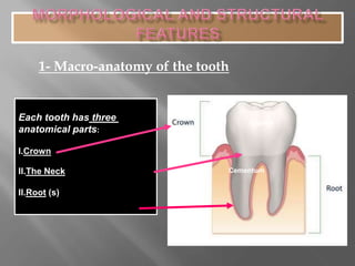 Each tooth has three
anatomical parts:
I.Crown
II.The Neck
II.Root (s)
1- Macro-anatomy of the tooth
Enamel
Cementum
 