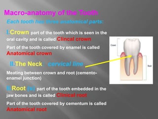 Macro-anatomy of the Tooth
Each tooth has three anatomical parts:
I.Crown part of the tooth which is seen in the
oral cavity and is called Clincal crown
Part of the tooth covered by enamel is called
Anatomical crown
II.The Neck: cervical line
Meating between crown and root (cemento-
enamel junction)
II.Root (s) part of the tooth embedded in the
jaw bones and is called Clinical root
Part of the tooth covered by cementum is called
Anatomical root
 