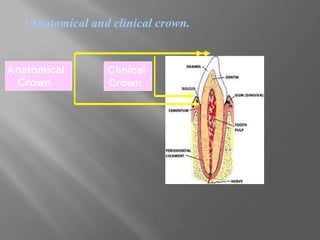•Anatomical and clinical crown.
Clinical
Crown
Anatomical
Crown
 