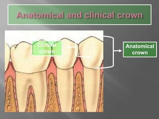 Anatomical
crown
Clinical
crown
 