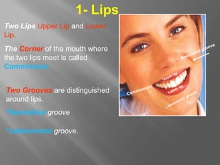 Two Lips Upper Lip and Lower
Lip.
The Corner of the mouth where
the two lips meet is called
Commissure
Two Grooves are distinguished
around lips.
*Nasolabial groove
*Labiomental groove.
1- Lips
 