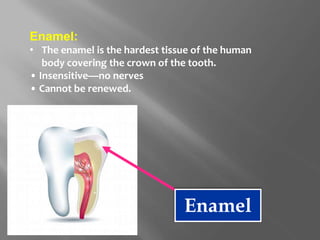 Enamel:
• The enamel is the hardest tissue of the human
body covering the crown of the tooth.
• Insensitive—no nerves
• Cannot be renewed.
Enamel
 