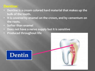 Dentine:
• Dentine is a cream colored hard material that makes up the
bulk of the tooth.
• It is covered by enamel on the crown, and by cementum on
the roots.
• Softer than enamel
• Does not have a nerve supply but it is sensitive
• Produced throughout life
Dentin
 