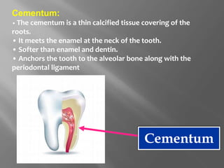 Cementum:
• The cementum is a thin calcified tissue covering of the
roots.
• It meets the enamel at the neck of the tooth.
• Softer than enamel and dentin.
• Anchors the tooth to the alveolar bone along with the
periodontal ligament
Cementum
 