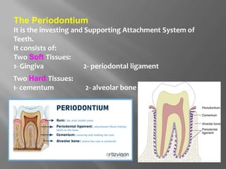 The Periodontium
It is the investing and Supporting Attachment System of
Teeth.
It consists of:
Two Soft Tissues:
1- Gingiva 2- periodontal ligament
Two Hard Tissues:
1- cementum 2- alveolar bone
 
