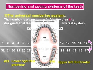 1)The universal numbering system:.
The number is always preceded by the sign # to
designate that the system is used for universal system.
Permanent teeth (1 – 32)
1 2 3 4 5 6 7 8 9 10 11 12 13 14 15 16
32 31 30 29 28 27 26 25 24 23 22 21 20 19 18 17
Numbering and coding systems of the teeth
#28 Lower right first
premolar
#16 Upper left third molar
 