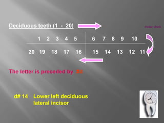 Deciduous teeth (1 - 20)
1 2 3 4 5 6 7 8 9 10
20 19 18 17 16 15 14 13 12 11
The letter is preceded by #d
molar clock
d# 14 Lower left deciduous
lateral incisor
 