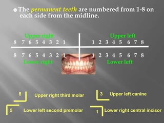 ☻The permanent teeth are numbered from 1-8 on
each side from the midline.
Upper right Upper left
8 7 6 5 4 3 2 1 1 2 3 4 5 6 7 8
8 7 6 5 4 3 2 1 1 2 3 4 5 6 7 8
Lower right Lower left
8 Upper right third molar
5 Lower left second premolar
3 Upper left canine
1 Lower right central incisor
 