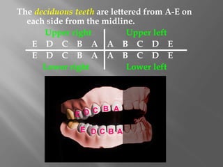 The deciduous teeth are lettered from A-E on
each side from the midline.
Upper right Upper left
E D C B A A B C D E
E D C B A A B C D E
Lower right Lower left
A
B
C
D
E
A
B
C
D
E
 