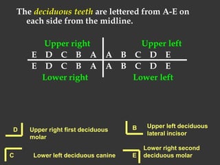 The deciduous teeth are lettered from A-E on
each side from the midline.
Upper right Upper left
E D C B A A B C D E
E D C B A A B C D E
Lower right Lower left
D Upper right first deciduous
molar
Lower left deciduous canine
C
Upper left deciduous
lateral incisor
B
Lower right second
deciduous molar
E
 