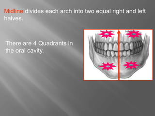 Midline divides each arch into two equal right and left
halves.
There are 4 Quadrants in
the oral cavity.
 
