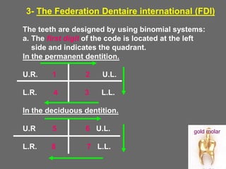 The teeth are designed by using binomial systems:
a. The first digit of the code is located at the left
side and indicates the quadrant.
In the permanent dentition.
U.R. 1 2 U.L.
L.R. 4 3 L.L.
In the deciduous dentition.
U.R 5 6 U.L.
L.R. 8 7 L.L.
3- The Federation Dentaire international (FDI)
gold molar
 