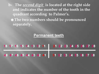 b- The second digit is located at the right side
and indicates the number of the tooth in the
quadrant according to Palmer’s.
☻The two numbers should be pronounced
separately.
18 17 16 15 14 13 12 11 21 22 23 24 25 26 27 28
48 47 46 45 44 43 42 41 31 32 33 34 35 36 37 38
Permanent teeth
 