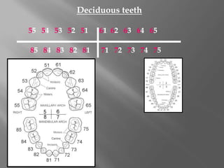 Deciduous teeth
55 54 53 52 51 61 62 63 64 65
85 84 83 82 81 71 72 73 74 75
 