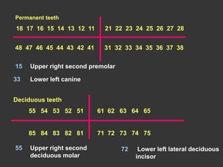 Permanent teeth
21 22 23 24 25 26 27 28
18 17 16 15 14 13 12 11
48 47 46 45 44 43 42 41 31 32 33 34 35 36 37 38
Deciduous teeth
55 54 53 52 51 61 62 63 64 65
71 72 73 74 75
85 84 83 82 81
15 Upper right second premolar
33 Lower left canine
55 Upper right second
deciduous molar
72 Lower left lateral deciduous
incisor
 
