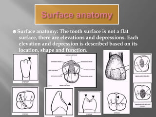☻Surface anatomy: The tooth surface is not a flat
surface, there are elevations and depressions. Each
elevation and depression is described based on its
location, shape and function.
 