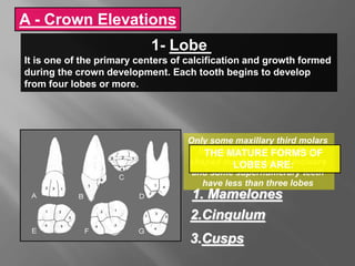 1- Lobe
It is one of the primary centers of calcification and growth formed
during the crown development. Each tooth begins to develop
from four lobes or more.
THE MATURE FORMS OF
LOBES ARE:
1. Mamelones
2.Cingulum
3.Cusps
A - Crown Elevations
 