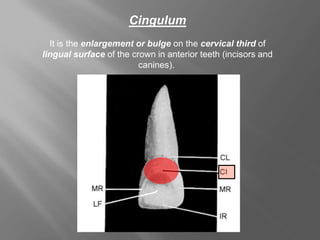 Cingulum
It is the enlargement or bulge on the cervical third of
lingual surface of the crown in anterior teeth (incisors and
canines).
 
