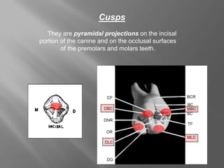 Cusps
They are pyramidal projections on the incisal
portion of the canine and on the occlusal surfaces
of the premolars and molars teeth.
 