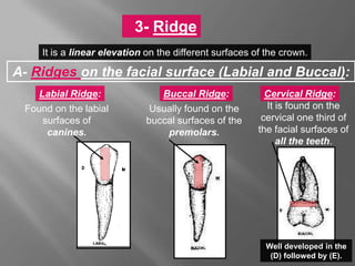 3- Ridge
It is a linear elevation on the different surfaces of the crown.
A- Ridges on the facial surface (Labial and Buccal):
Labial Ridge: Buccal Ridge: Cervical Ridge:
Found on the labial
surfaces of
canines.
Usually found on the
buccal surfaces of the
premolars.
It is found on the
cervical one third of
the facial surfaces of
all the teeth.
Well developed in the
(D) followed by (E).
 