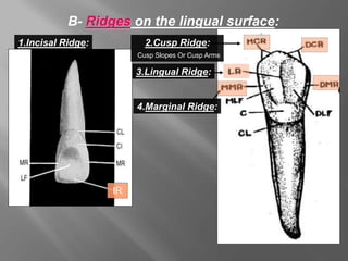 B- Ridges on the lingual surface:
1.Incisal Ridge:
3.Lingual Ridge:
4.Marginal Ridge:
2.Cusp Ridge:
Cusp Slopes Or Cusp Arms
IR
 